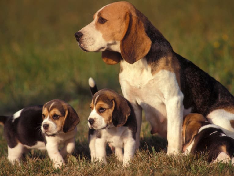 Beagle filhote e suas características