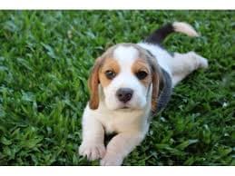 Beagle filhote e suas características